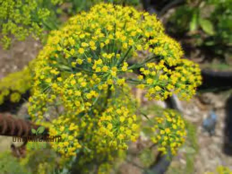 Bouquet Dill Seeds – Aromatic, Fast-Growing Herb for Home Gardening & Containers