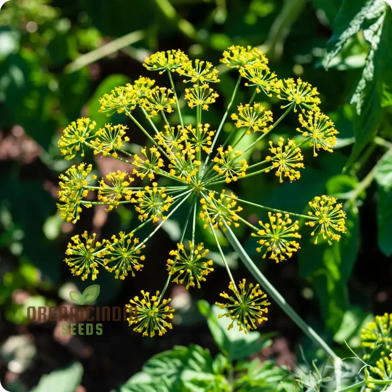 Bouquet Dill Seeds – Aromatic, Fast-Growing Herb for Home Gardening & Containers