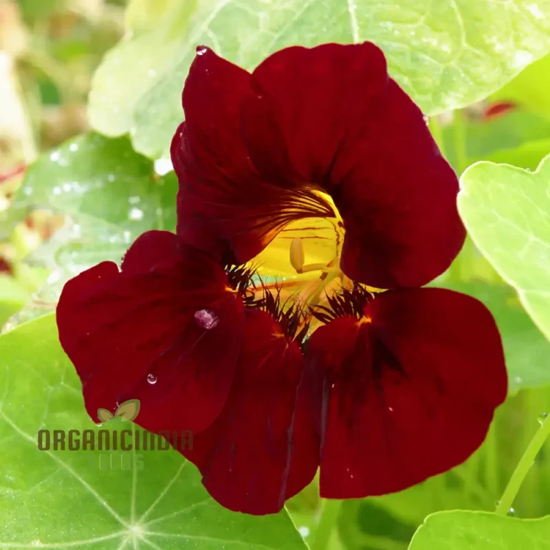 Black Velvet Nasturtium Seeds – Dark Bloom Variety for Garden Planting