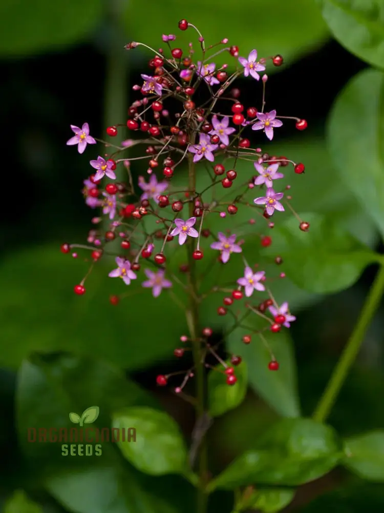 Jewels of Opar Flower Seeds – Premium Ornamental Variety for Vibrant Garden Displays