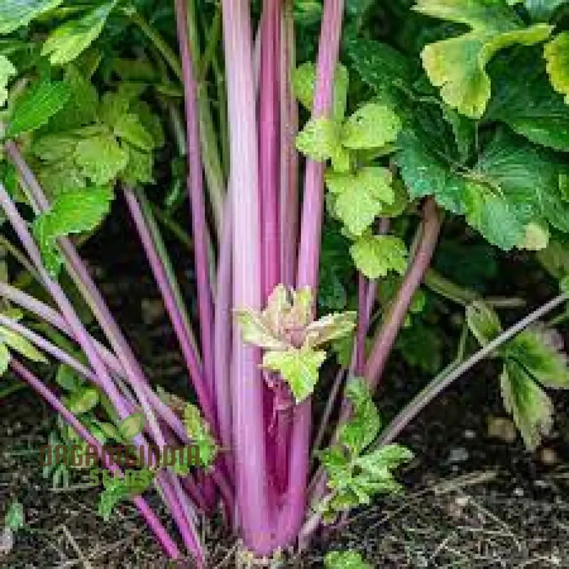 Pretty in Pink Seeds: Plume Celery - Gardening Enthusiast's Delight with Long Feathery Stalks