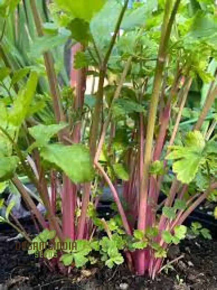 Pretty in Pink Seeds: Plume Celery - Gardening Enthusiast's Delight with Long Feathery Stalks