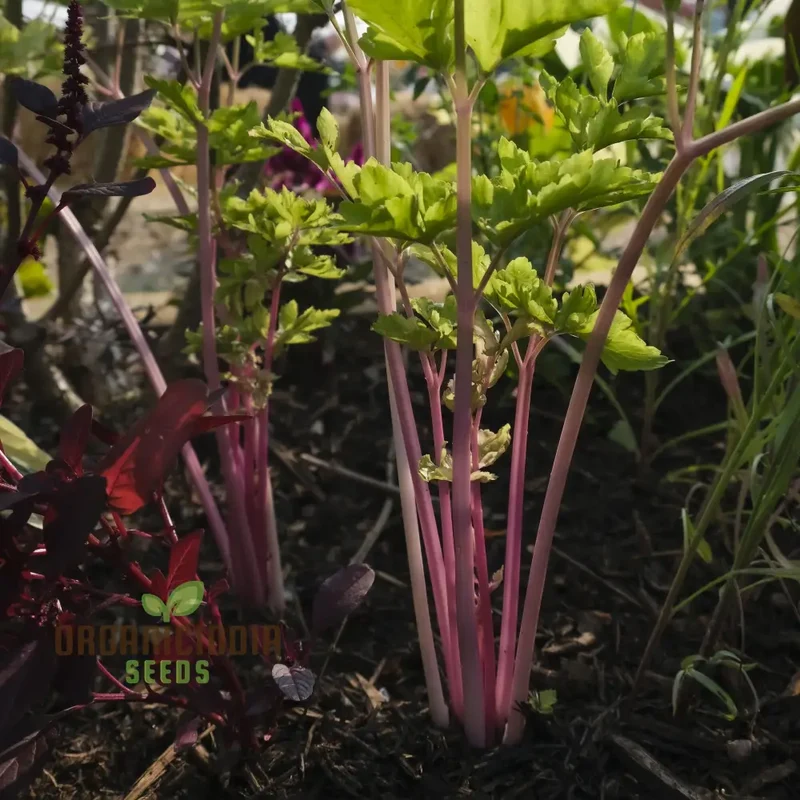 Pretty in Pink Seeds: Plume Celery - Gardening Enthusiast's Delight with Long Feathery Stalks