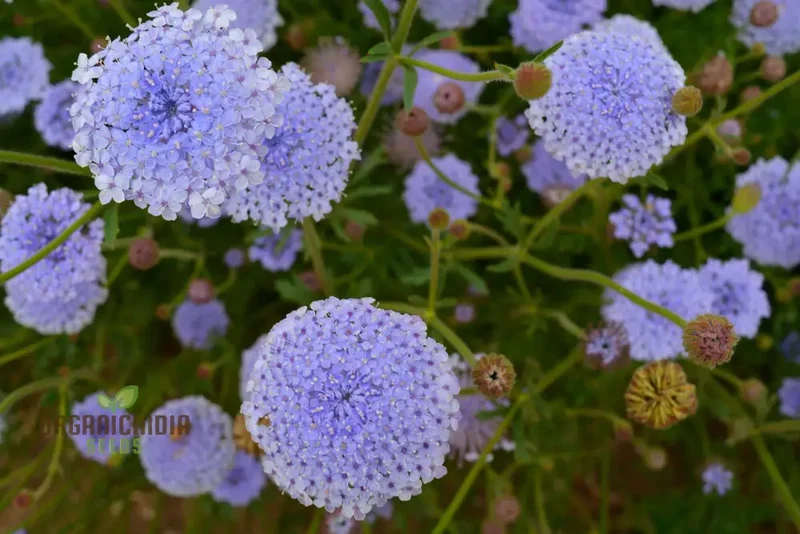 Didiscus Caerulea Lacy Blue Seeds - Grow Delicate and Lacy Blue Didiscus Flowers in Your Garden