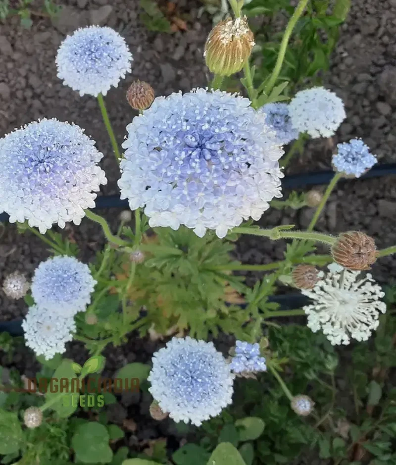 Didiscus Caerulea Lacy Blue Seeds - Grow Delicate and Lacy Blue Didiscus Flowers in Your Garden