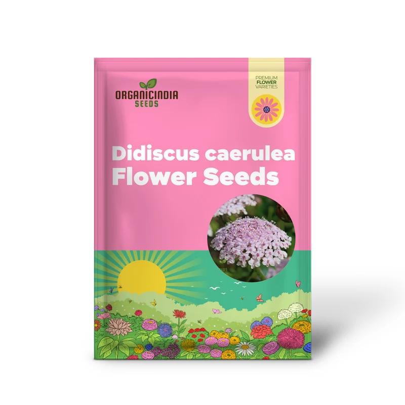 Didiscus caerulea Lacy Pink Flower Seeds, Cultivating Elegant Beauty in Your Garden with Expert Seed Planting and Gardening Techniques"