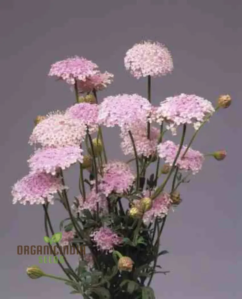 Didiscus caerulea Lacy Pink Flower Seeds, Cultivating Elegant Beauty in Your Garden with Expert Seed Planting and Gardening Techniques"