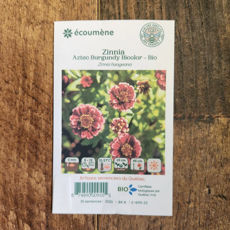 Zinnia ‘Aztec Burgundy Bicolor’ ( Zinnia haageana )