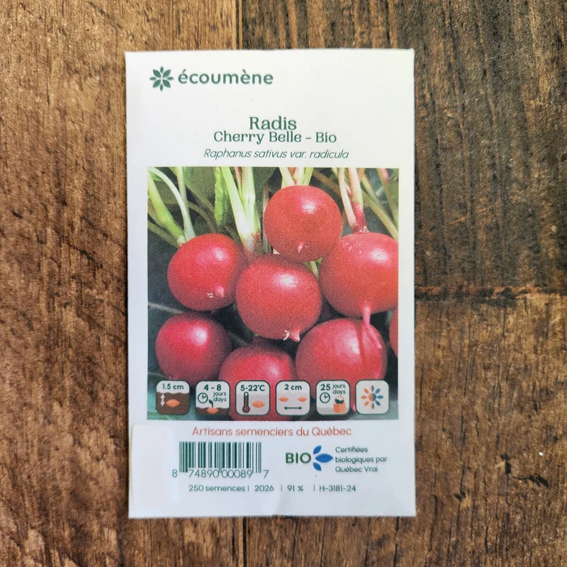 Radis ‘Cherry Belle’ ( Raphanus sativus var. radicula )