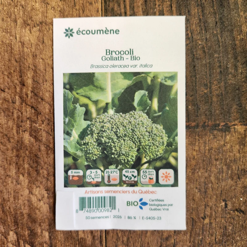 Brocoli ‘Goliath’ ( Brassica oleracea var. italica )
