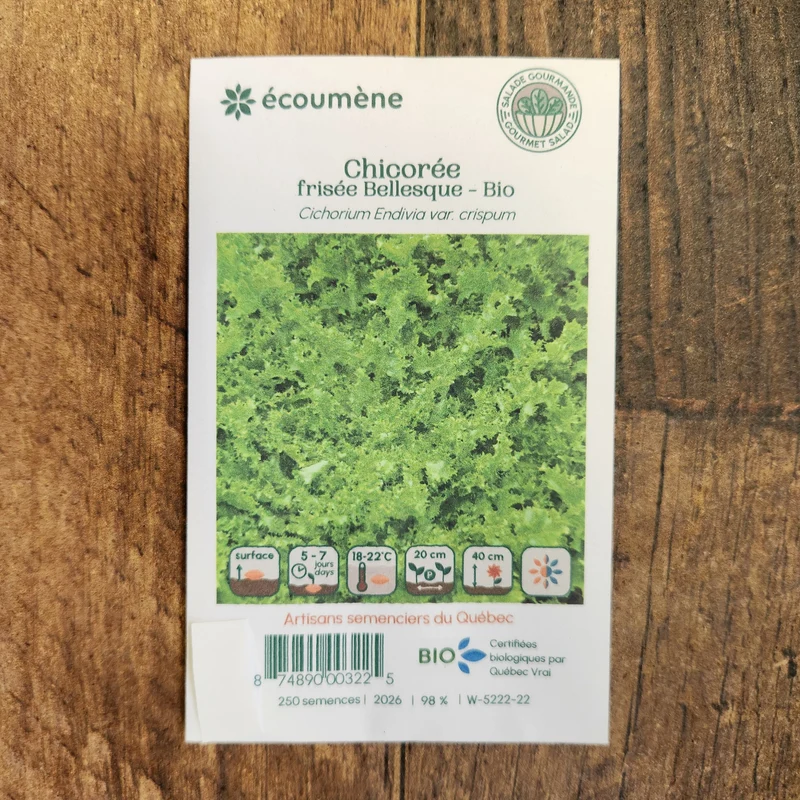 Chicorée frisée ‘Bellesque’ ( Cichorium endivia var. crispum )