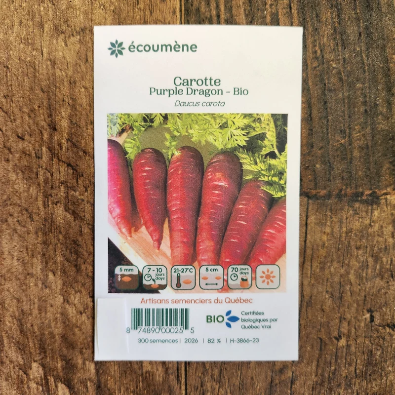 Carotte ‘Purple Dragon’ ( Daucus carota subsp. sativus )