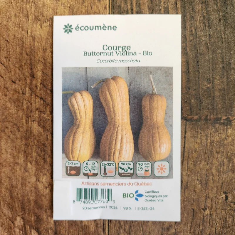 Courge butternut ‘Violina’ ( Cucurbita moschata )