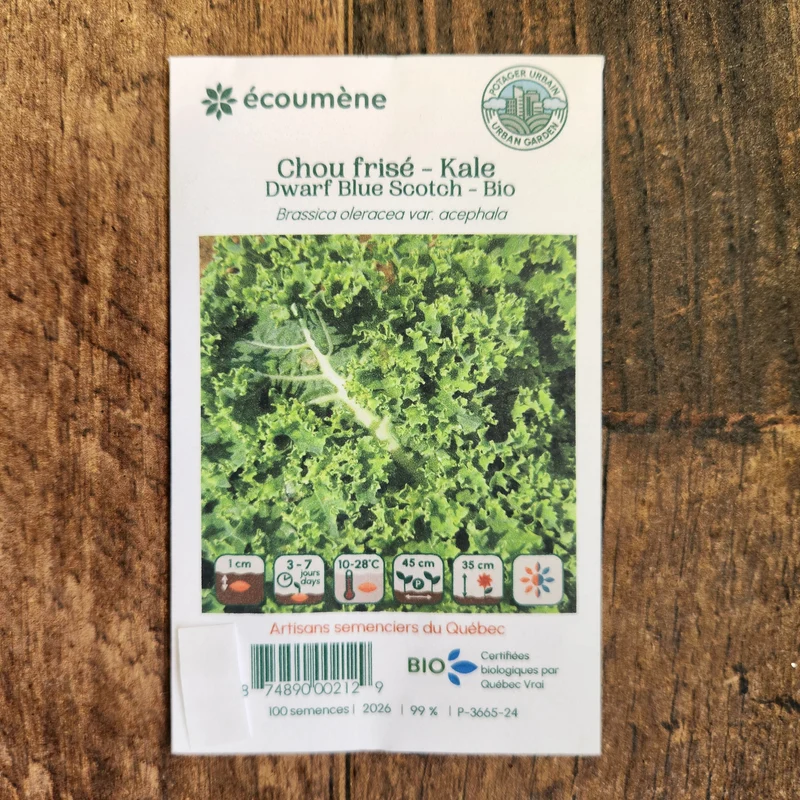 Chou frisé ‘Dwarf Blue Scotch’ ( Brassica oleracea var. acephala )