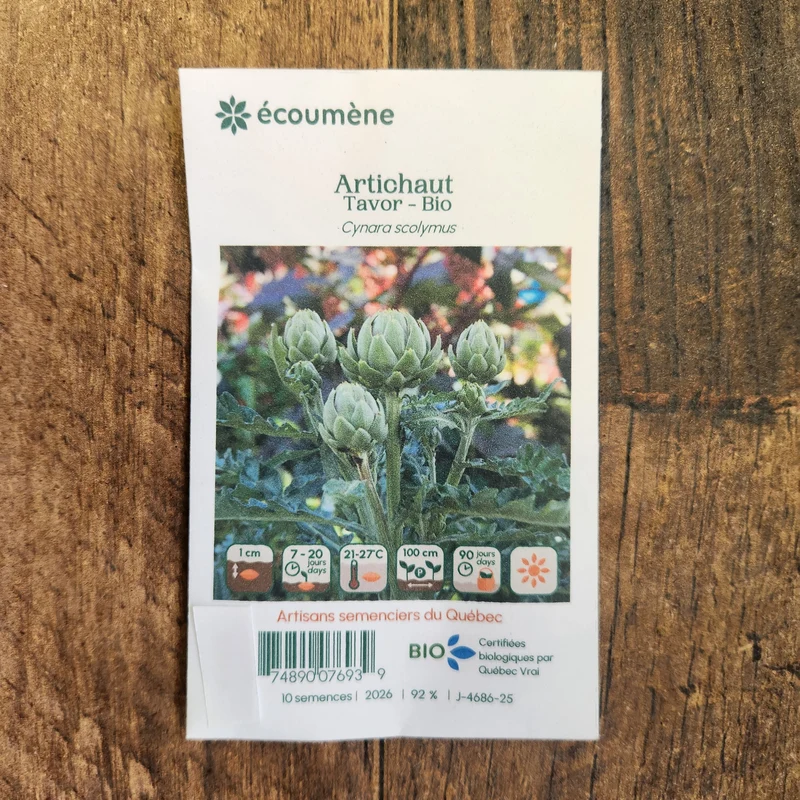 Artichaut ‘Tavor’ ( Cynara cardunculus var. scolymus )