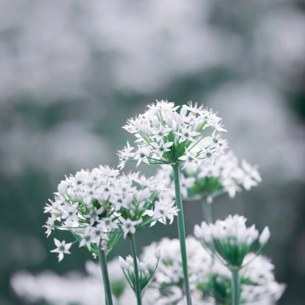 Ciboulette à l‘ail ’Oriental' ( Allium schoenoprasum )