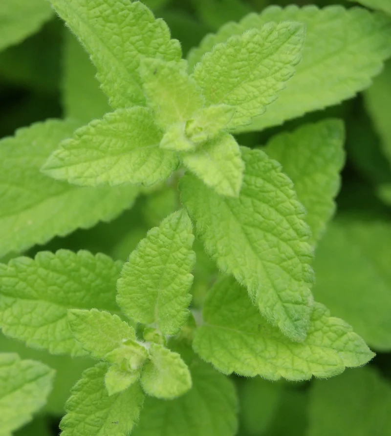 Mélisse ‘Mandarina’ ( Melissa officinalis )