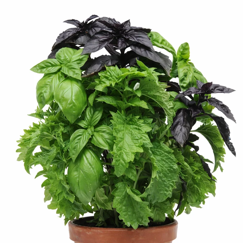 Basilic ‘SimplyHerbs Try Basil’ ( Ocimum basilicum )