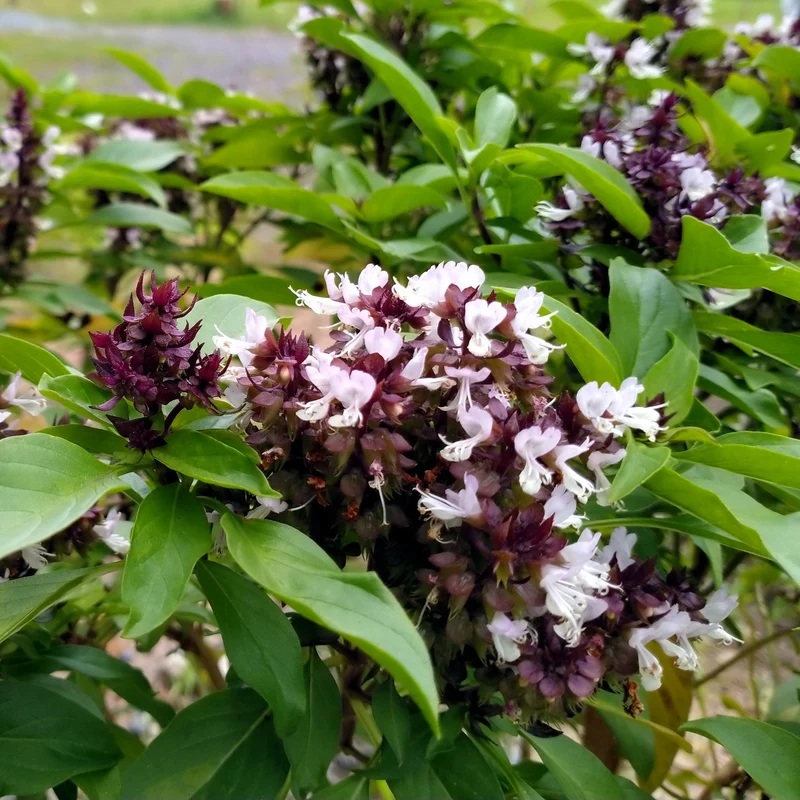 Basilic Thai ‘Siam Queen’ ( Ocimum basilicum )