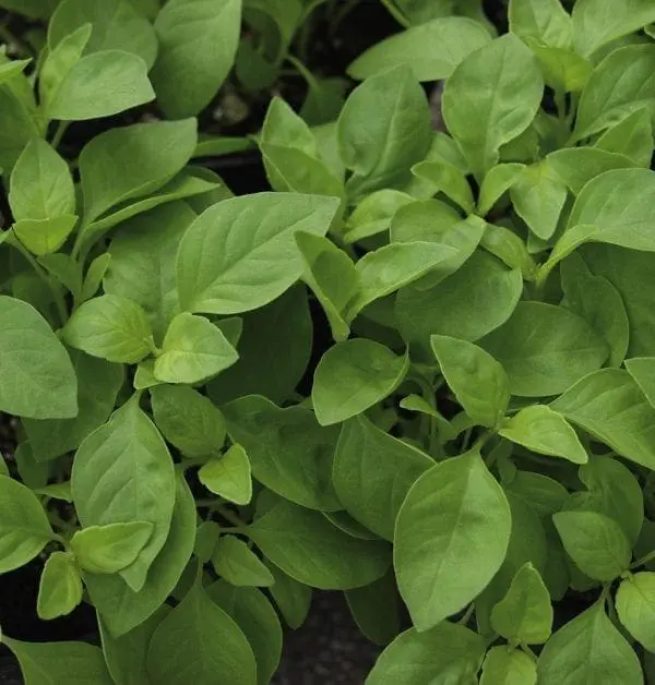 Basilic citron ‘Helios’ ( Ocimum basilicum )