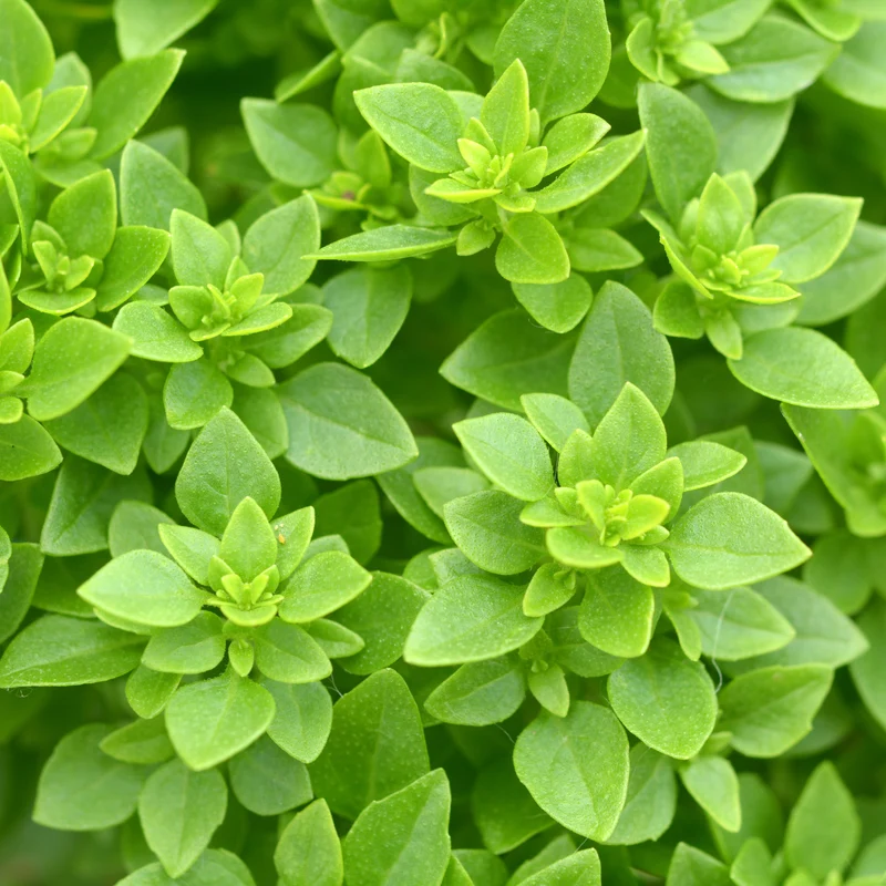 Basilic Grec ( Ocimum basilicum )