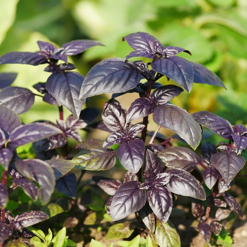 Basilic ‘Purple Ball’ ( Ocimum basilicum )