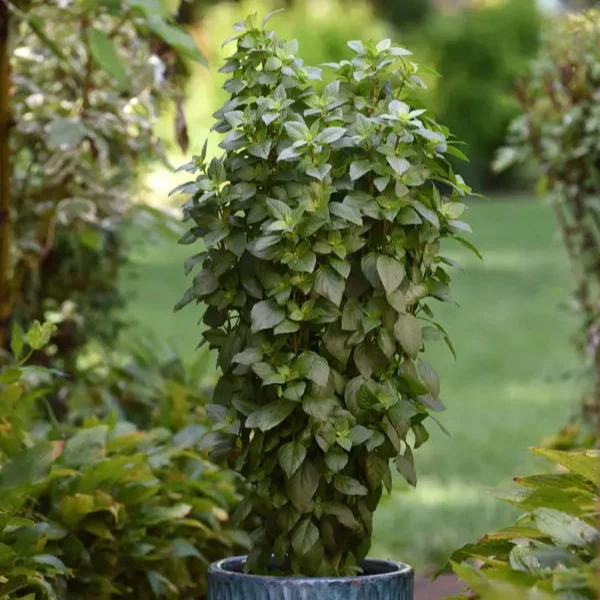 Basilic ‘Everleaf Thai Tower’ ( Ocimum basilicum )