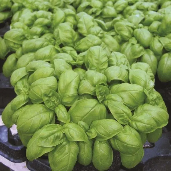 Basilic ‘Emily Genovese’ ( Ocimum basilicum )