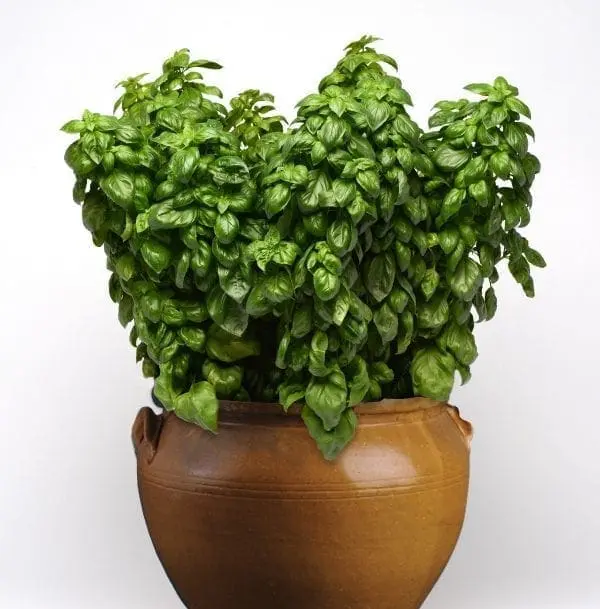 Basilic ‘Everleaf Genovese’ ( Ocimum basilicum )