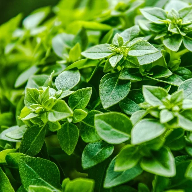 Basilic fin vert ( Ocimum basilicum )
