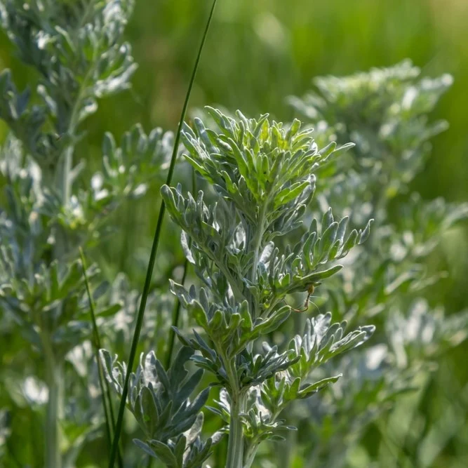Absinthe ( Artemisia absinthium )