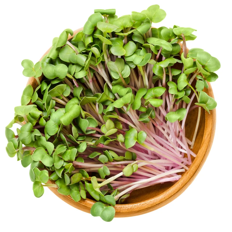 Micropousses de radis ‘Rose de Chine’ bio ( Raphanus sativus )