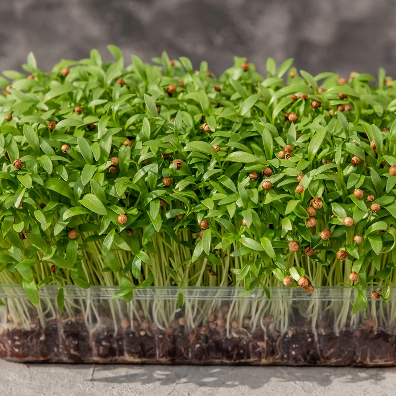 Micropousses de coriandre ( Coriandrum sativum )