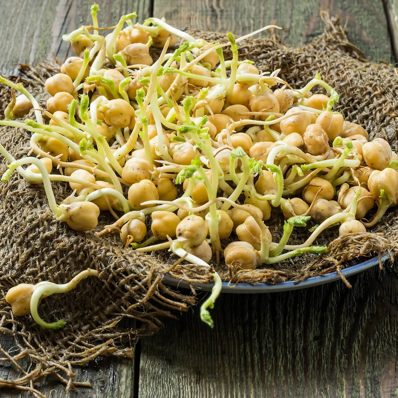 Micropousses de pois chiches bio ( Cicer arietinum )
