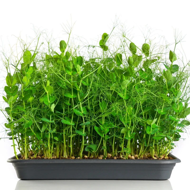 Micropousses de pois bio ( Pisum sativum )
