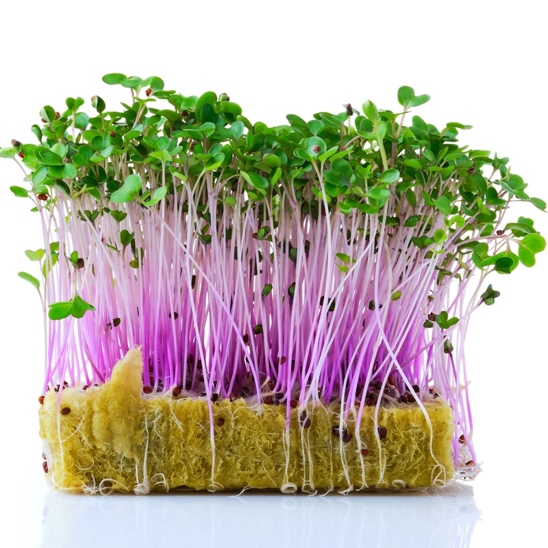 Micropousses de chou-rave ( Brassica oleracea )