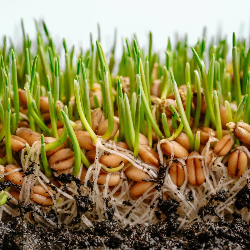 Micropousses de blé ‘Hard Red Winter’ bio ( Triticum aestivum )