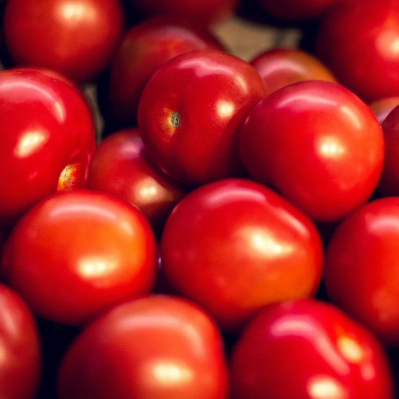 Tomate ‘Siberia’ ( Solanum lycopersicum )