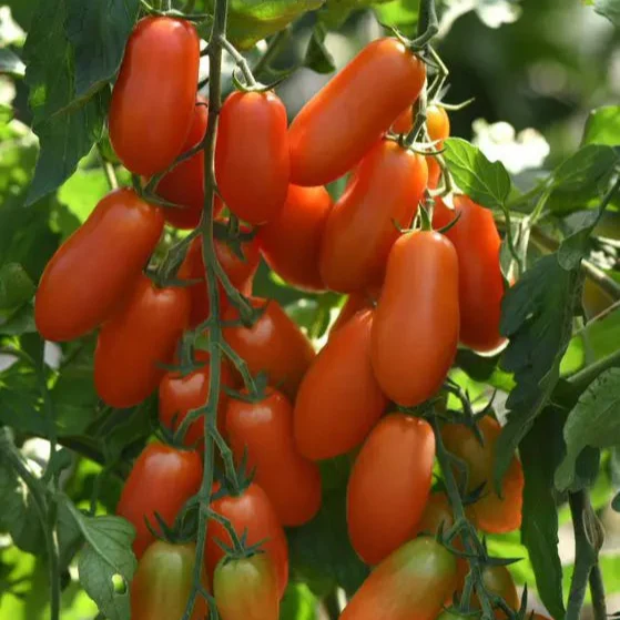 Tomate italienne ‘San Marzano Marzito’ F1 ( Solanum lycopersicum )