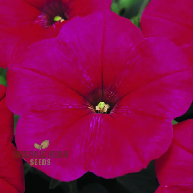 Petunia Merlin Series Cherry Rose Seeds ,Elevate Your Gardening Experience with Spectacular Blooms and Vibrant Colors!