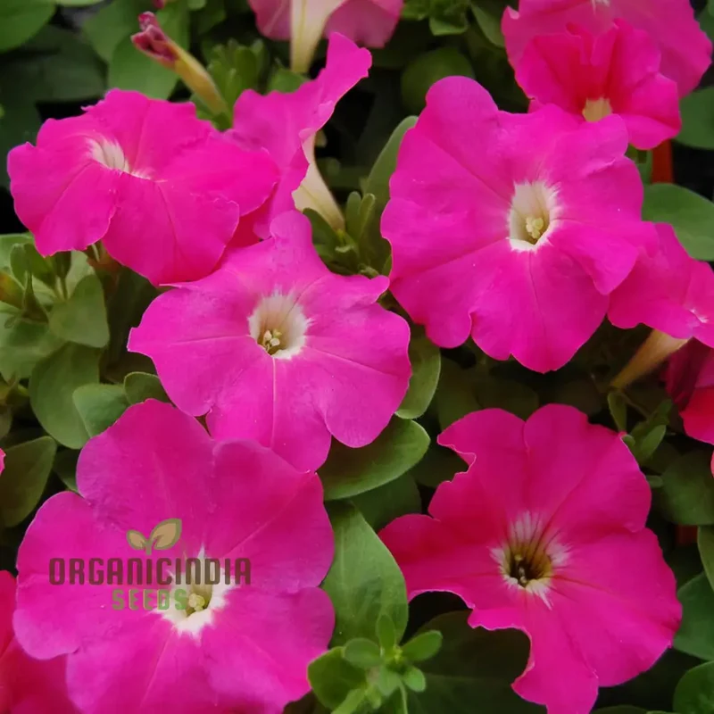 Petunia Merlin Series Cherry Rose Seeds ,Elevate Your Gardening Experience with Spectacular Blooms and Vibrant Colors!