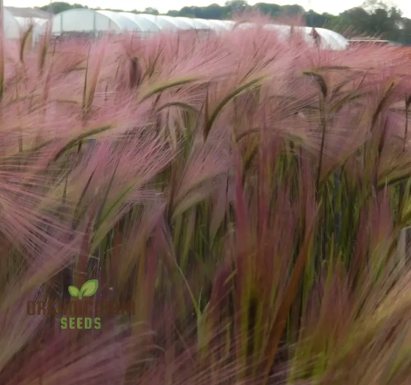 Hordeum jubatum Seeds for Planting,Ornamental Beauty and Natural Charm