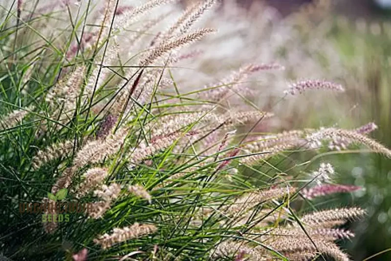 Enhance Your Landscape with a Diverse Ornamental Grass Mixture for Year-round Beauty