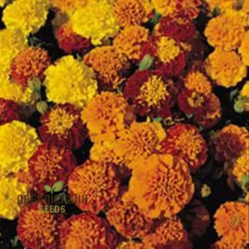 Marigold Golden Days Seeds, Premium Quality Seeds for Vibrant Garden Blooms and Successful Gardening