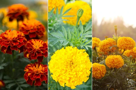 Marigold Golden Days Seeds, Premium Quality Seeds for Vibrant Garden Blooms and Successful Gardening