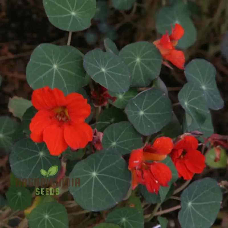 Nasturtium Princess Seeds for Planting, \Enchanting Blooms