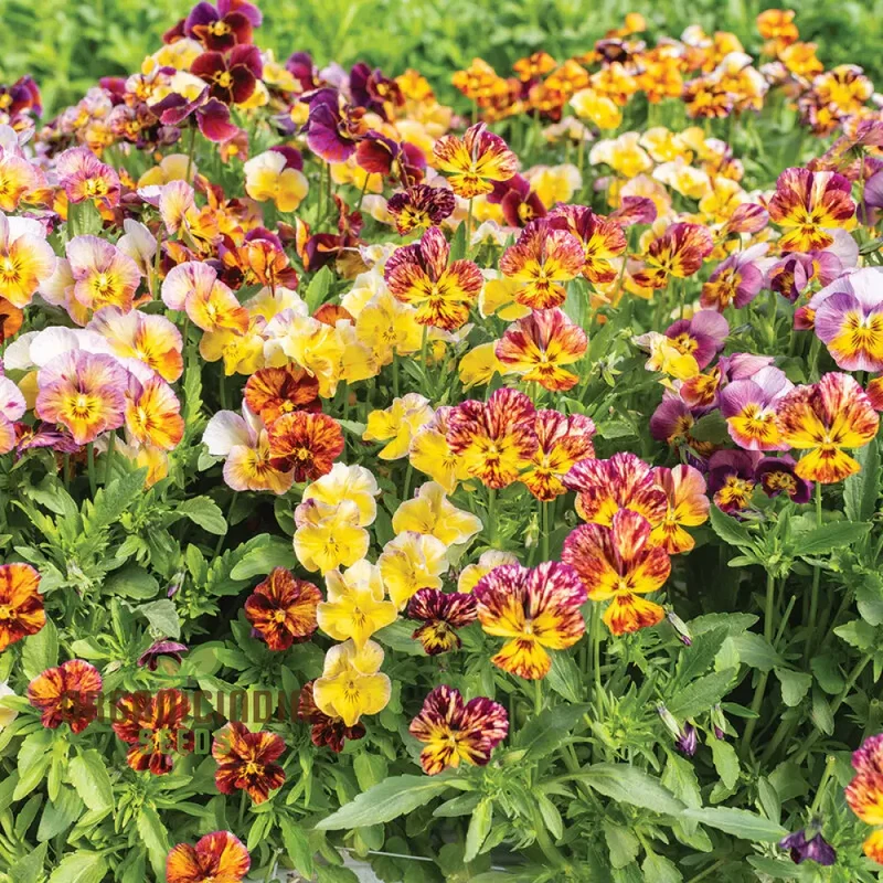 Viola Cornuta 'Brush Strokes' Seeds For Planting: Vibrant Garden Beauty with Striking Petal Patterns