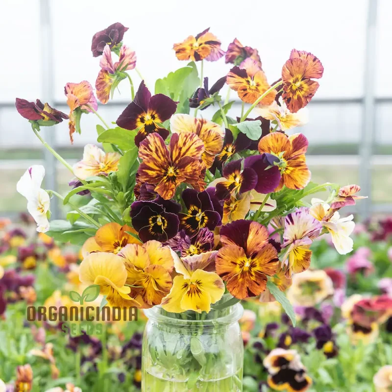 Viola Cornuta 'Brush Strokes' Seeds For Planting: Vibrant Garden Beauty with Striking Petal Patterns