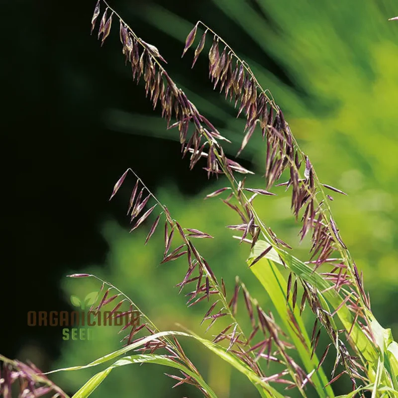 Melica transsilvanica Planting Seeds for Planting,Elegant Beauty and Natural Charm in Your Garden