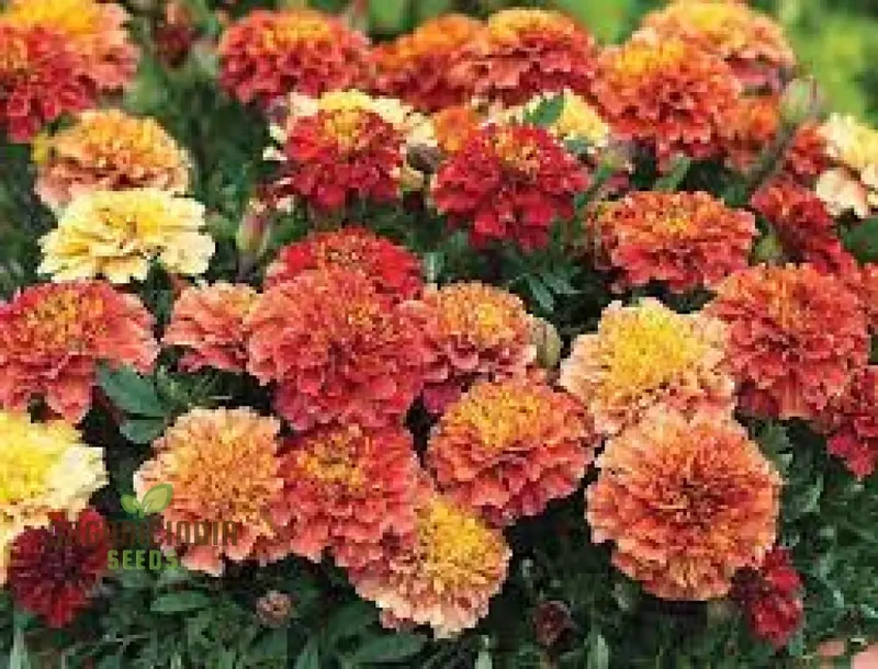 French Strawberry Blonde Marigold Seeds – Premium Garden Bloom Variety